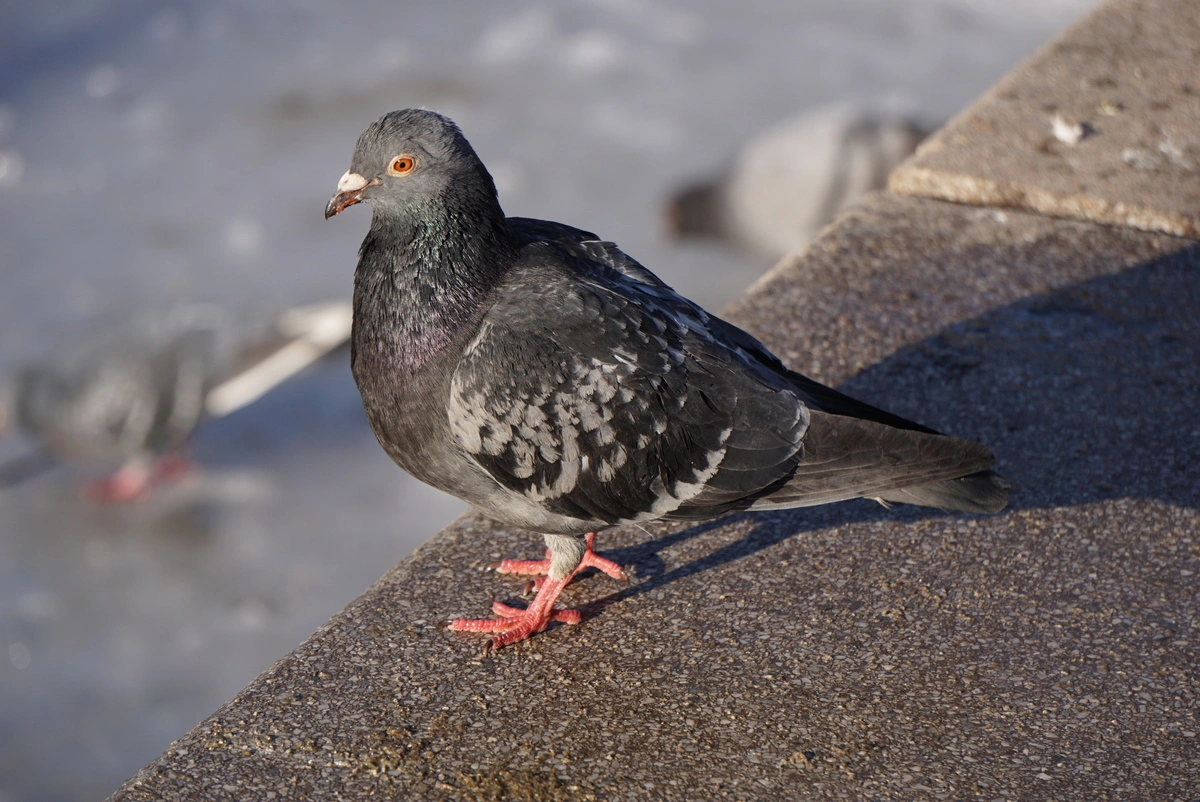 Pigeon se tenant sur un rebord d'immeuble