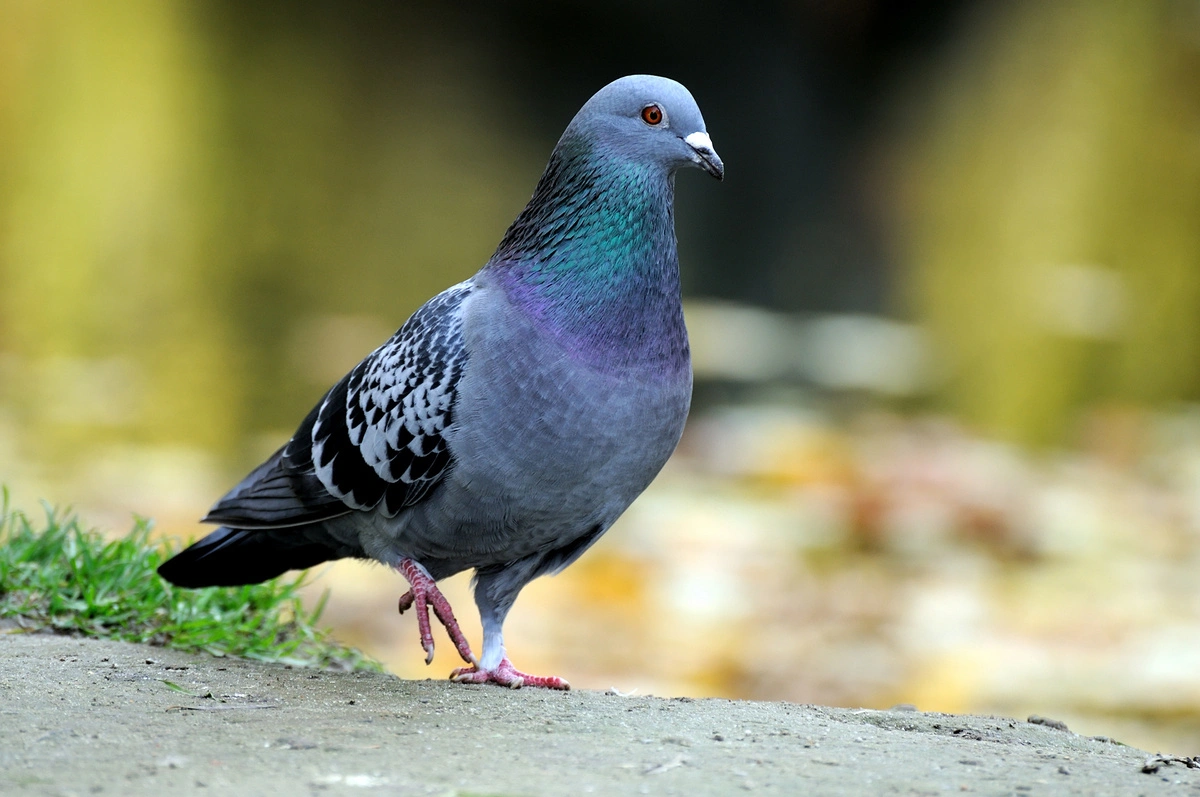 Pigeon se tenant sur de la terre