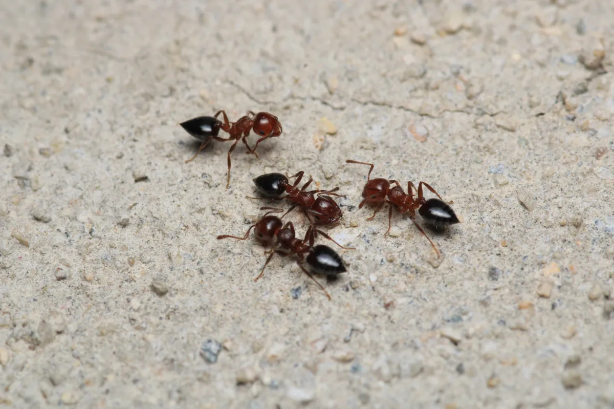 Fourmis charpentières sur une surface en béton, illustrant un besoin de désinsectisation pour éliminer les infestations nuisibles