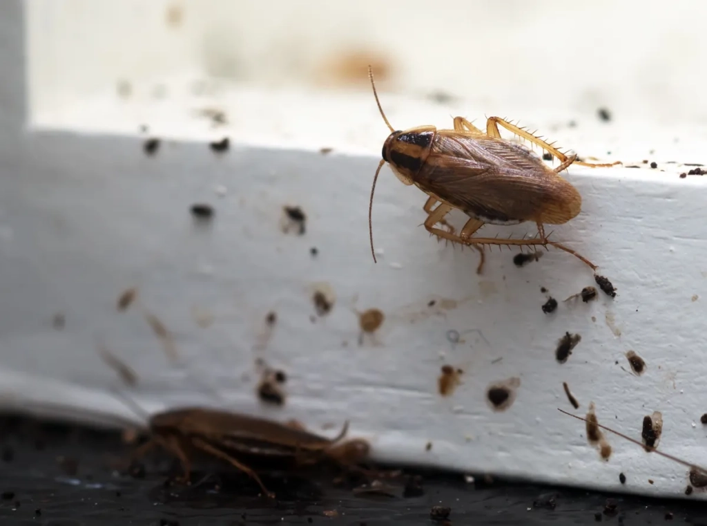 Blatte germanique sur une surface blanche avec des traces de salissures, illustrant la nécessité d'une intervention de désinsectisation pour éliminer les infestations.