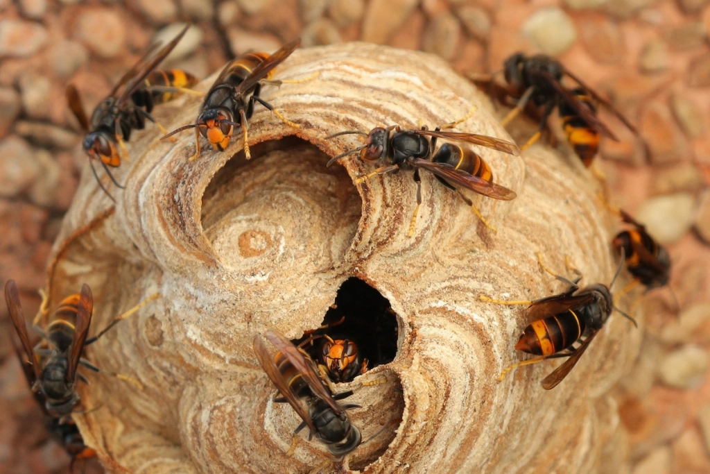 nid de guêpes asiatiques surveillé par plusieurs guêpes, intervention professionnelle d'exterminateur guêpe Inoxia à Montauban