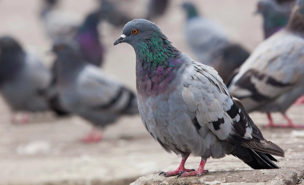 Dépigeonnisation Montauban : Faites appel à Inoxia pour une dépigeonnisation efficace